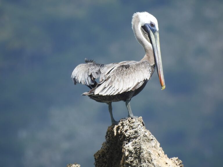 brown pelican portrait rock grey mountain cayo levantado samana