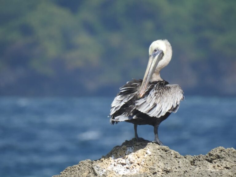 brown pelican rock forested hills cayo levantado samana