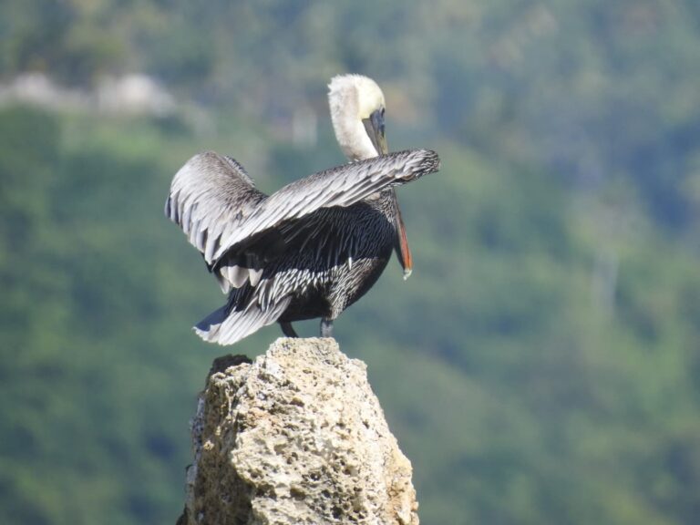 brown pelican wings spread rock cayo levantado samana