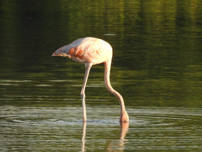 flamingo feeding shallow lagoon closeup lago oviedo