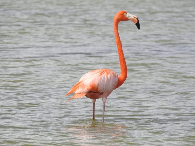 flamingo single standing shallow water lago oviedo