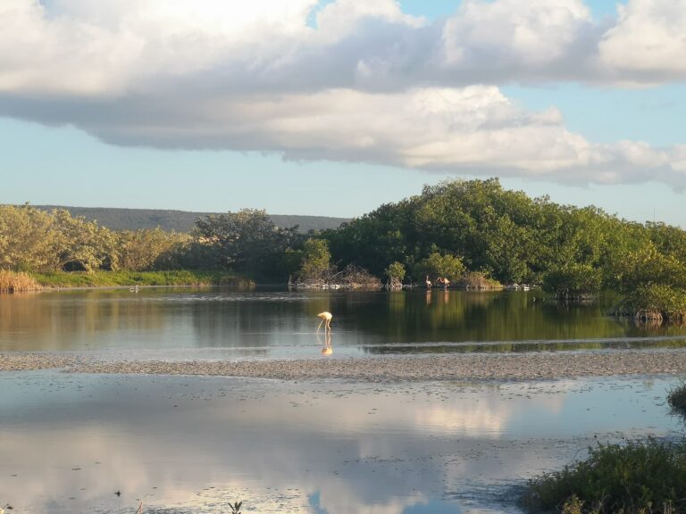 flamingos golden hour lagoon mangrove island lago oviedo