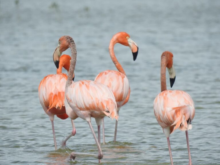 four flamingos walking water lago oviedo