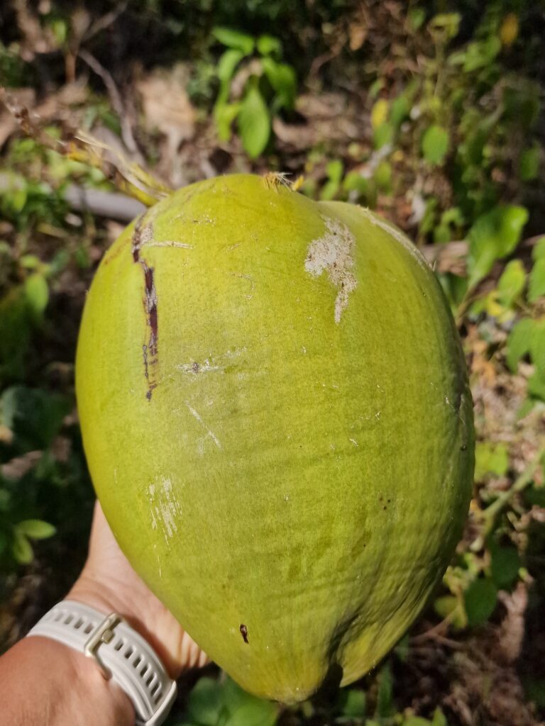 fresh green coconut hand campo villa riva duarte