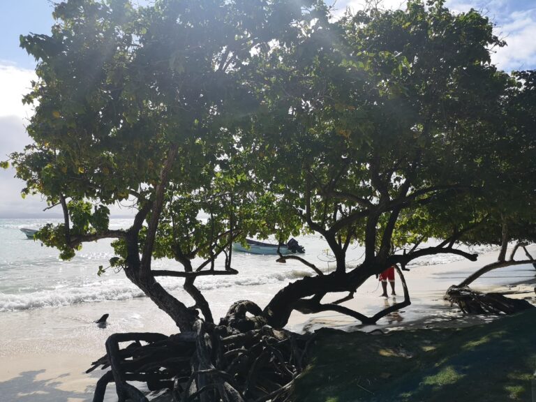 gnarled beach trees exposed roots fishing boat shore cayo levantado samana