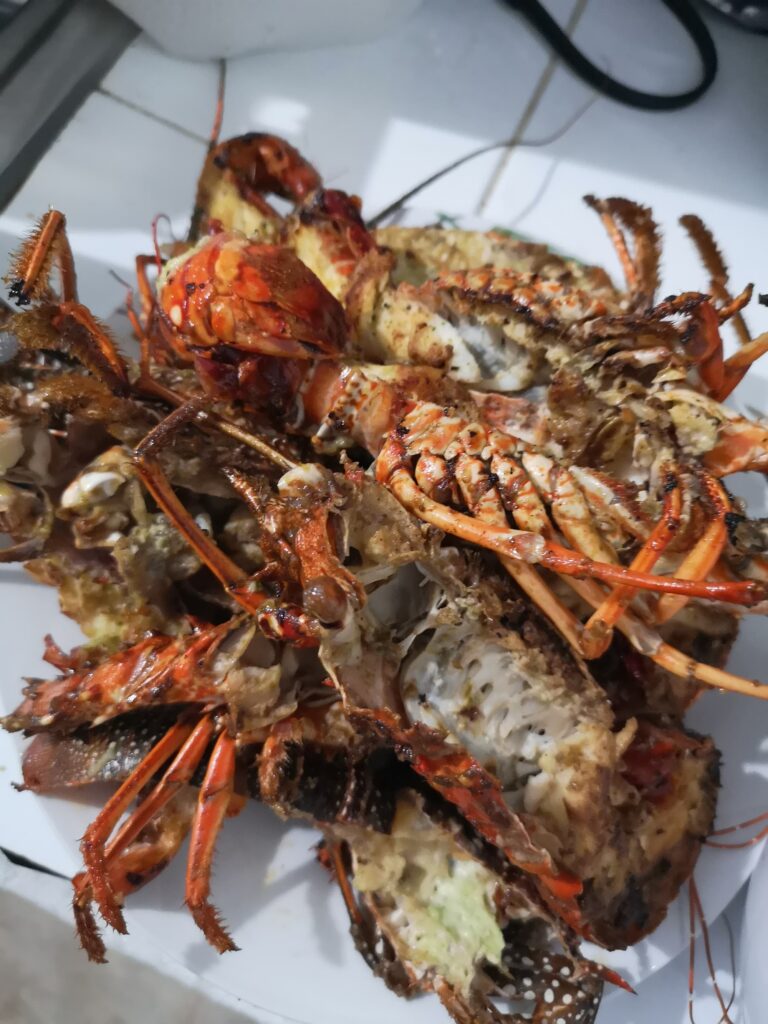 grilled lobster pieces closeup plate home cabarete