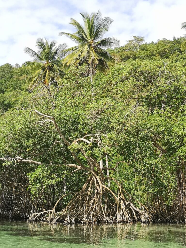 mangrove tree roots close up palms above samana