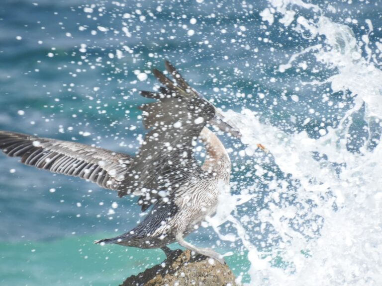 pelican launching from rock crashing wave cayo levantado samana