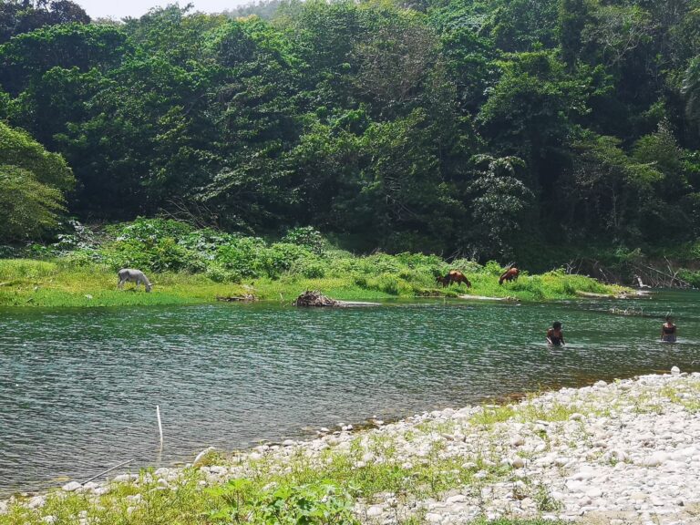 people swimming tropical river horses grazing far bank jamao cabarete