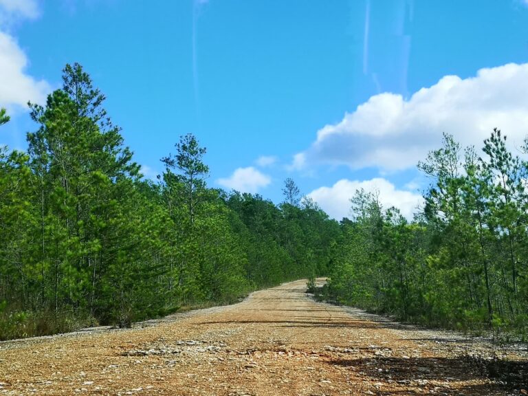pine forest dirt road sierra bahoruco national park