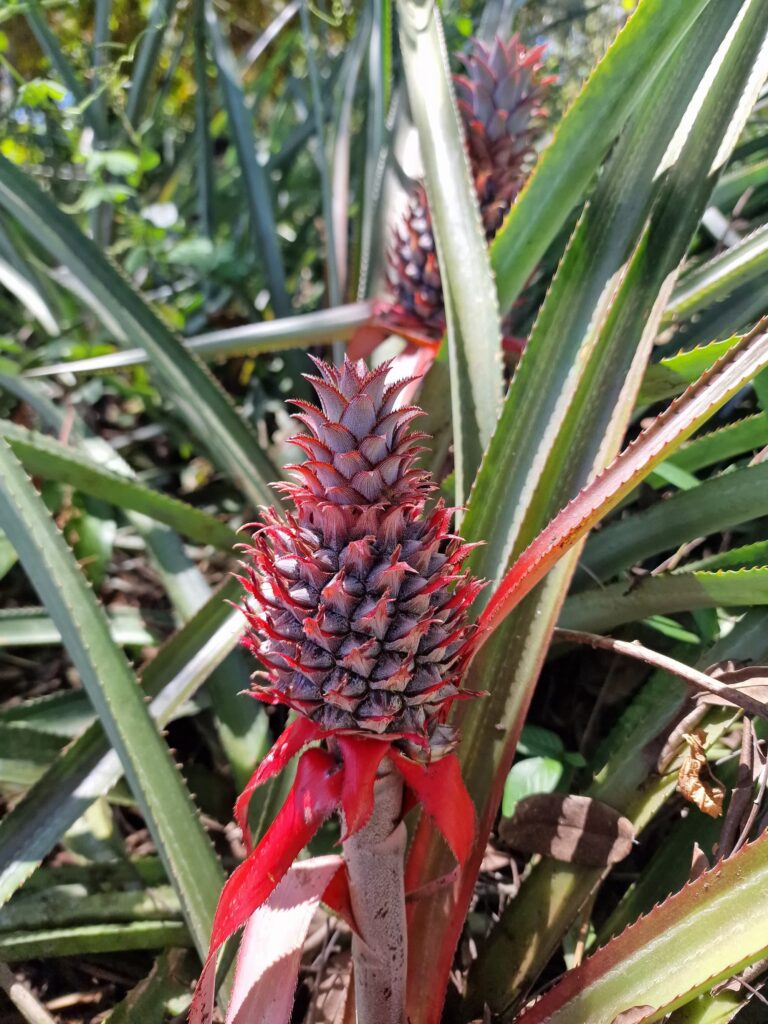 red pineapple plant campo villa riva duarte