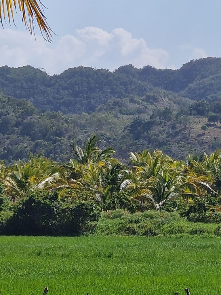 rice paddy coconut palms mountain campo villa riva duarte