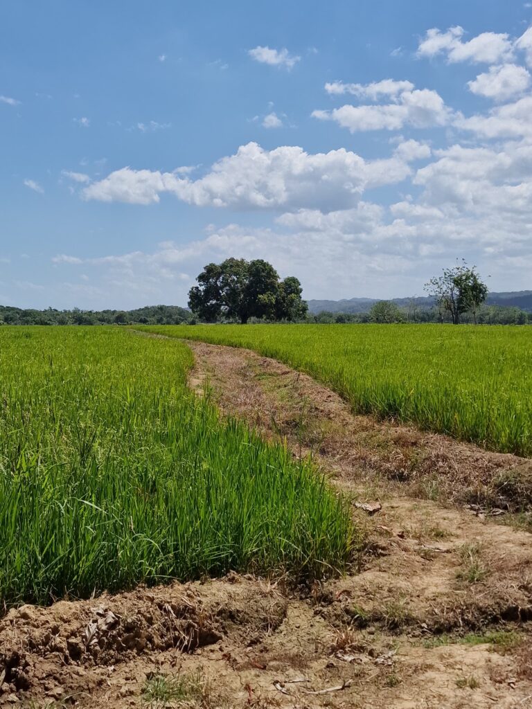 rice paddy field tree campo villa riva duarte