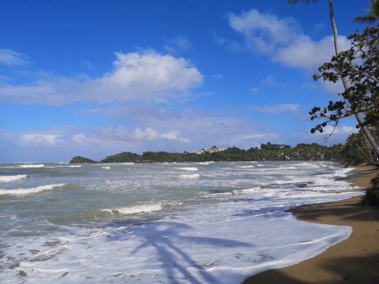 rough waves beach palm headland las terrenas