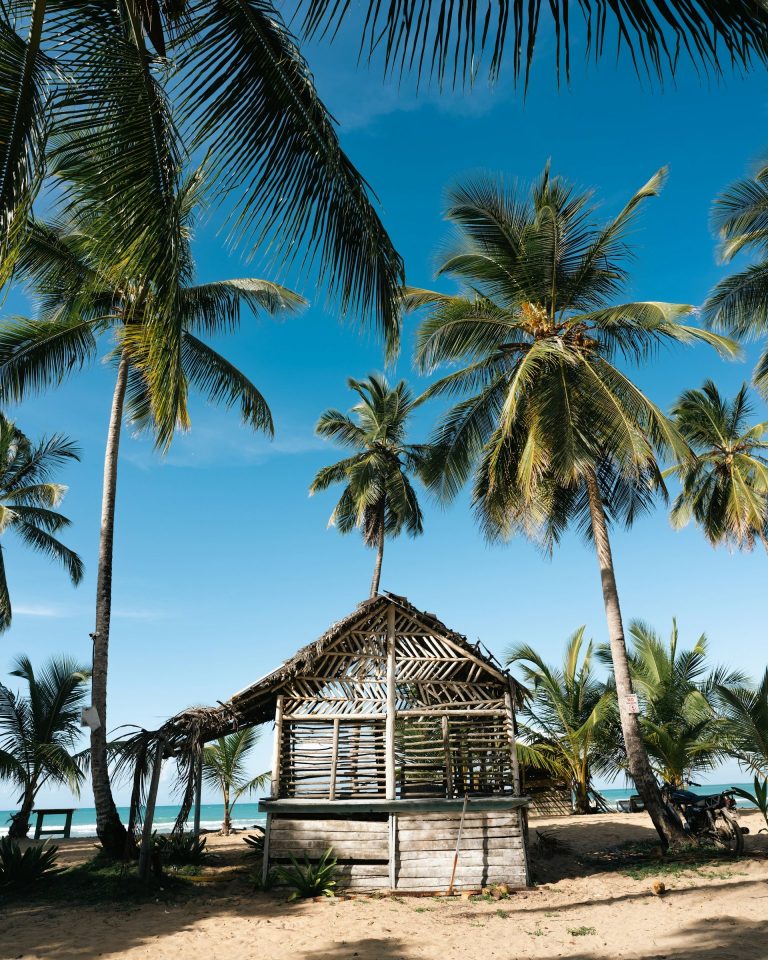 beach hut thatched palm trees las terrenas