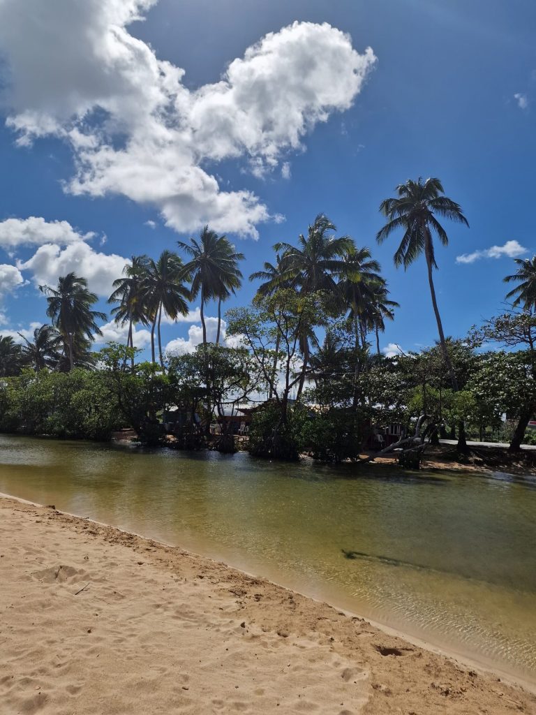 beach palms caribbean coast north