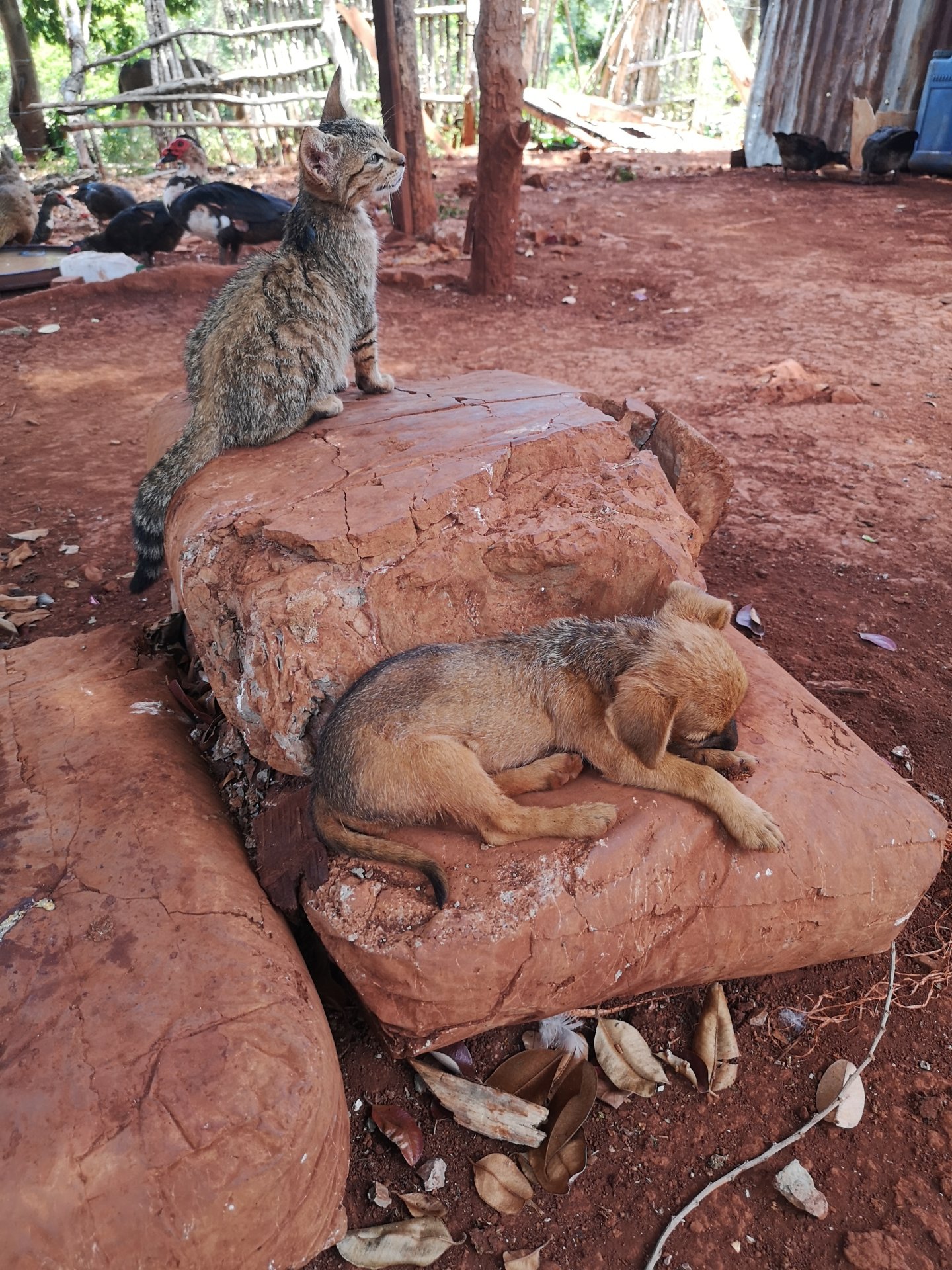 Cat and sleeping dog in a campo yard in Cabarete, Dominican Republic