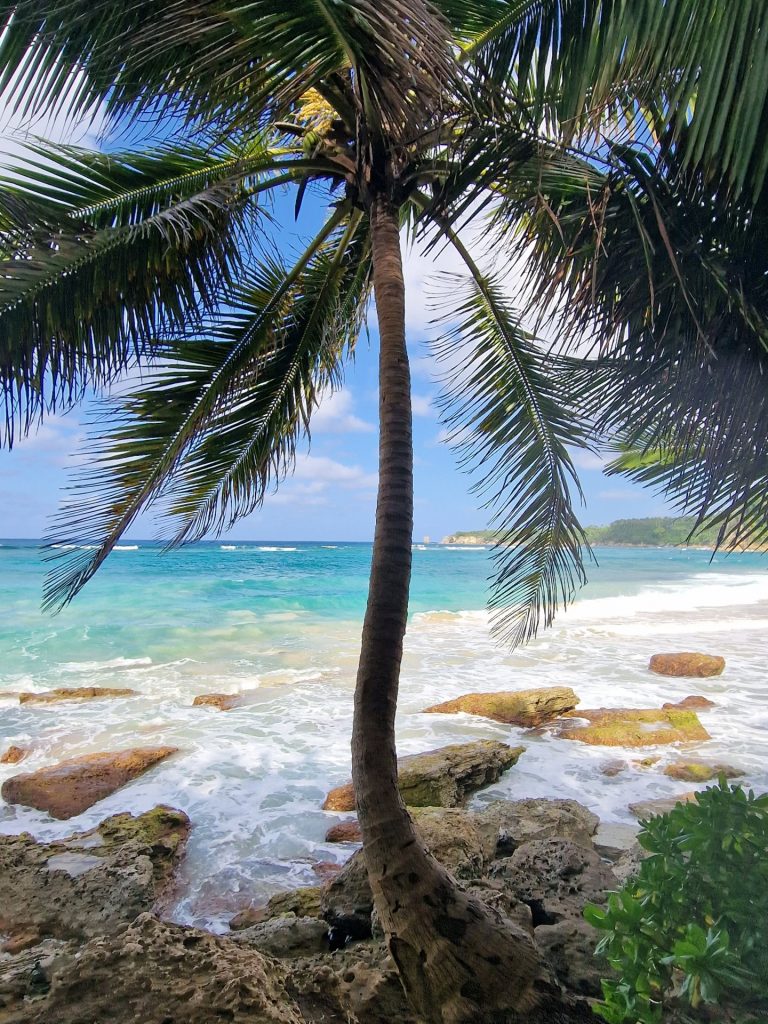 coconut palm rocky coast turquoise water juan dolio