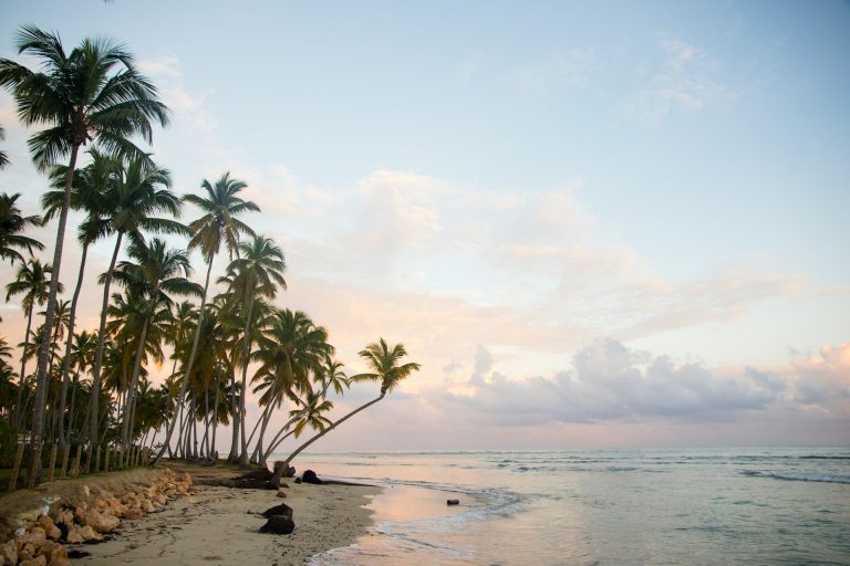coconut palm tree sea coast las terrenas