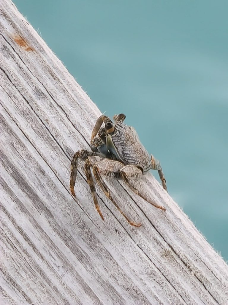 crab weathered wooden pier turquoise water punta rucia lodge