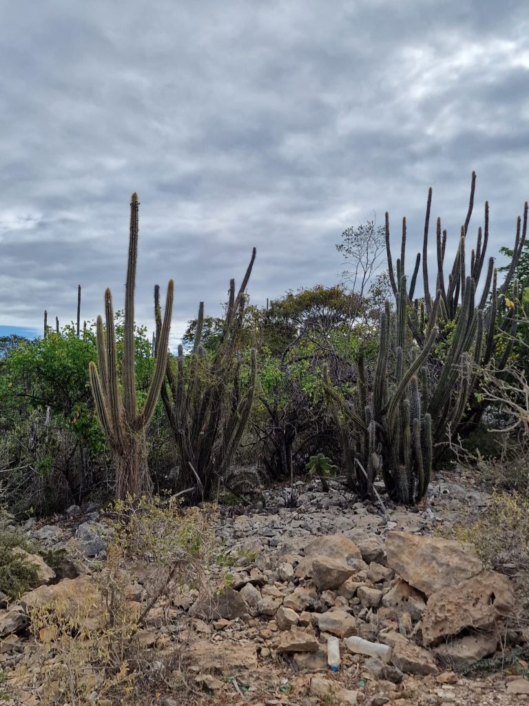 dirt road cactus dry landscape southwest