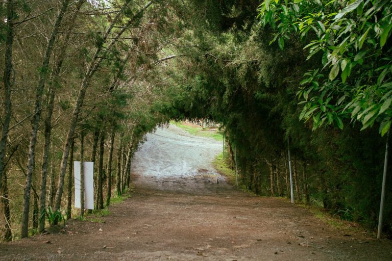 dirt road trees fence constanza