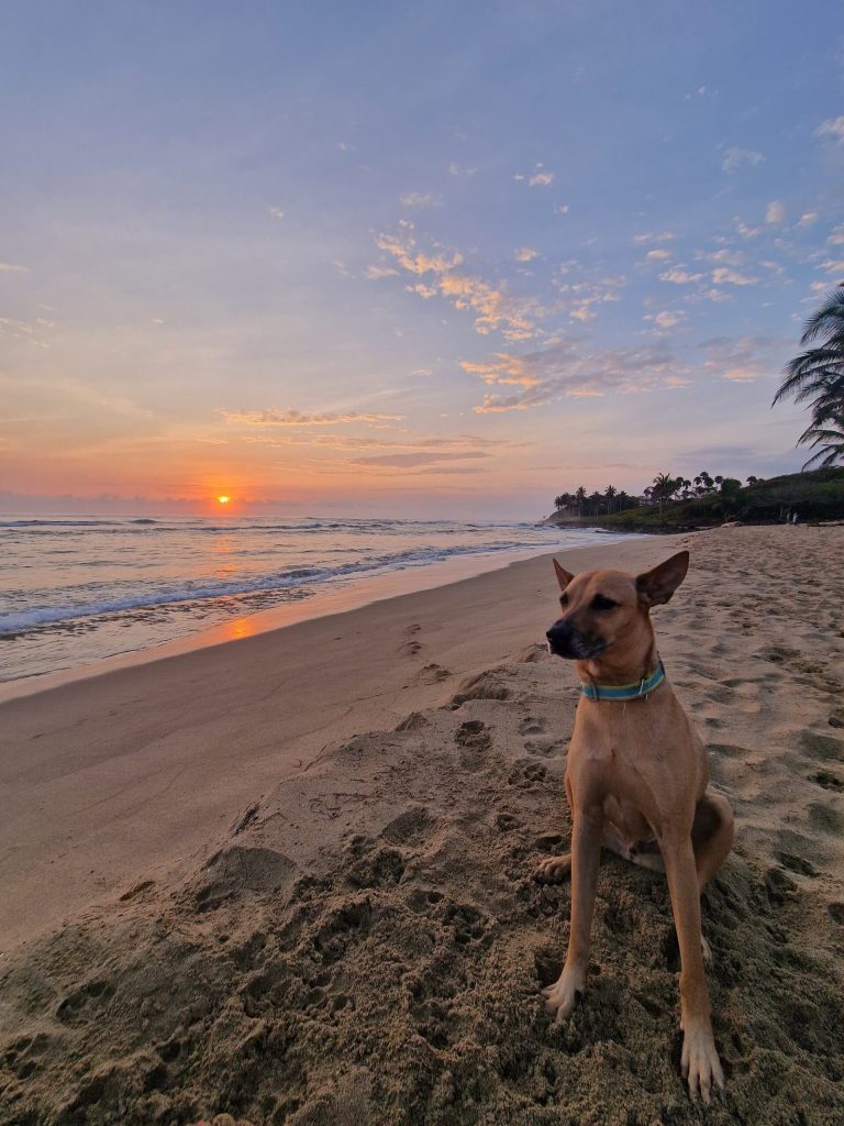 dog beach sunrise dawn cabarete