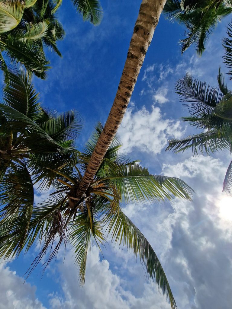 el valle beach palms looking up blue sky samana