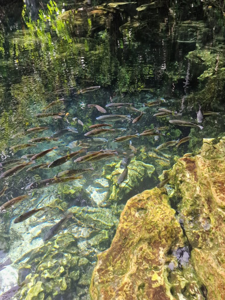 fish shoal crystal clear water hoyo azul cap cana