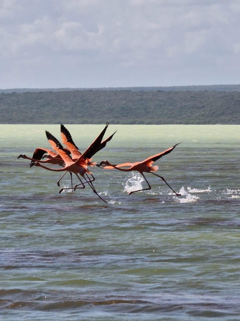 flamingos taking flight splashing lagoon lago oviedo southwest