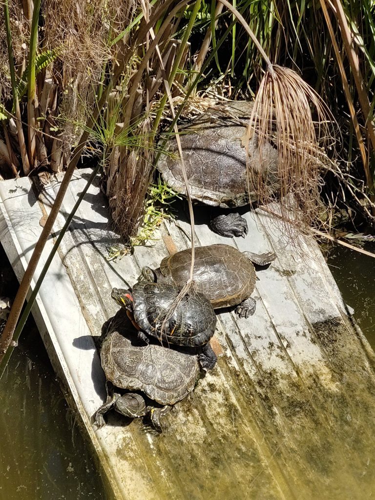 freshwater turtles basking wooden plank river constanza