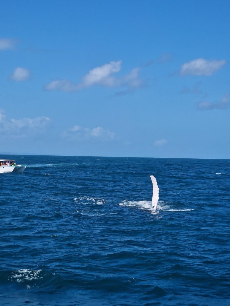 humpback whale pec fin slap blue ocean samana
