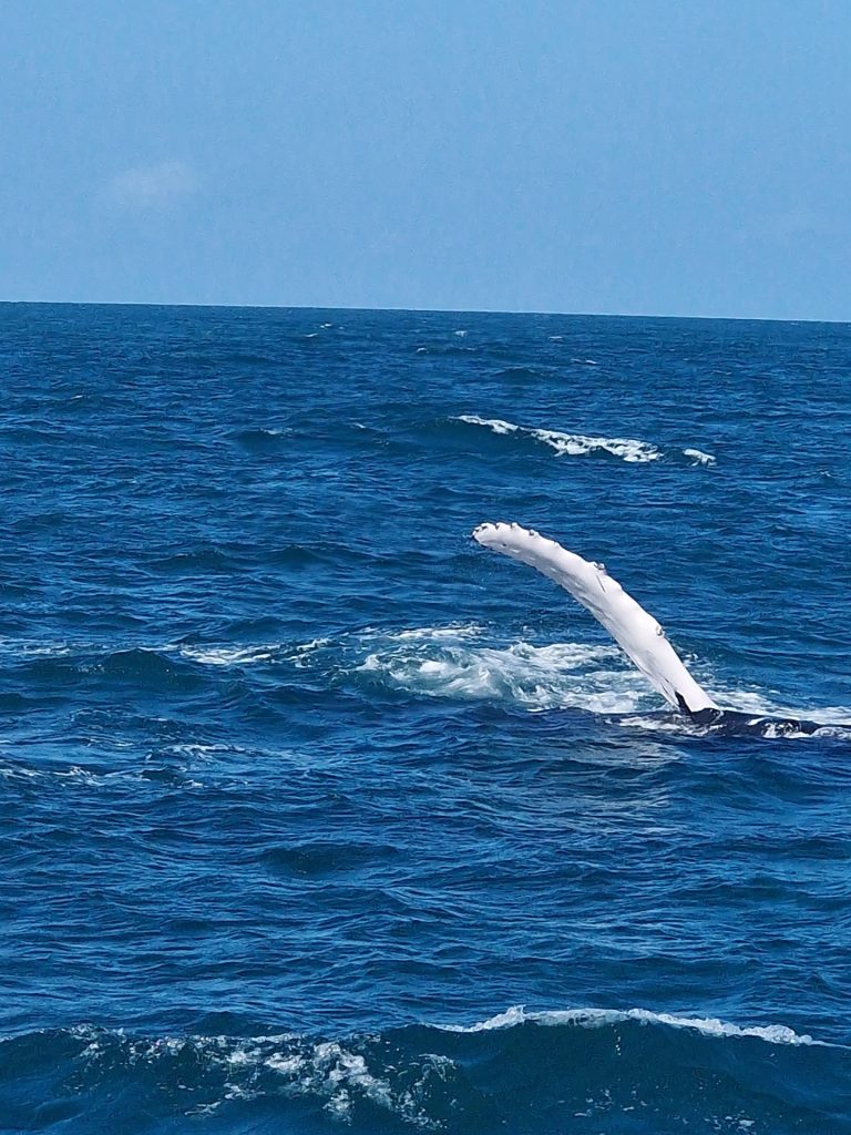 humpback whale pec fin surface samana bay