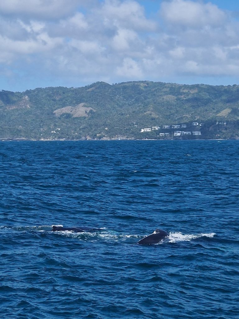 humpback whale surfacing forested samana coastline