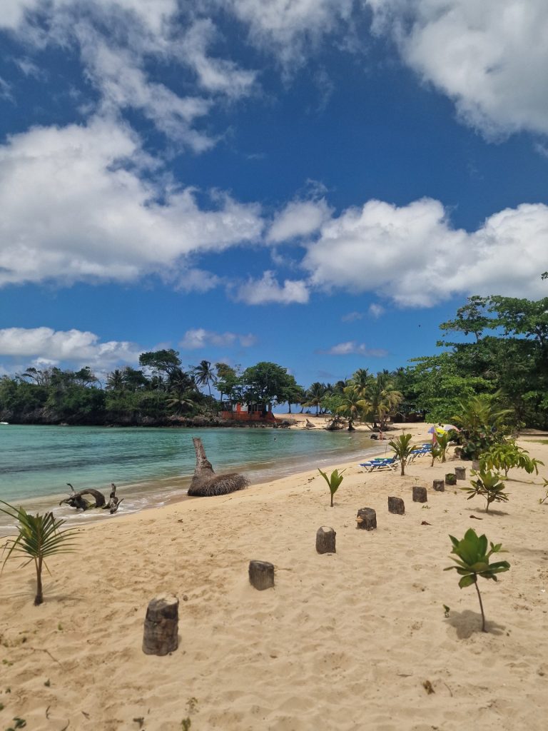 juan dolio beach bar palms new trees caribbean