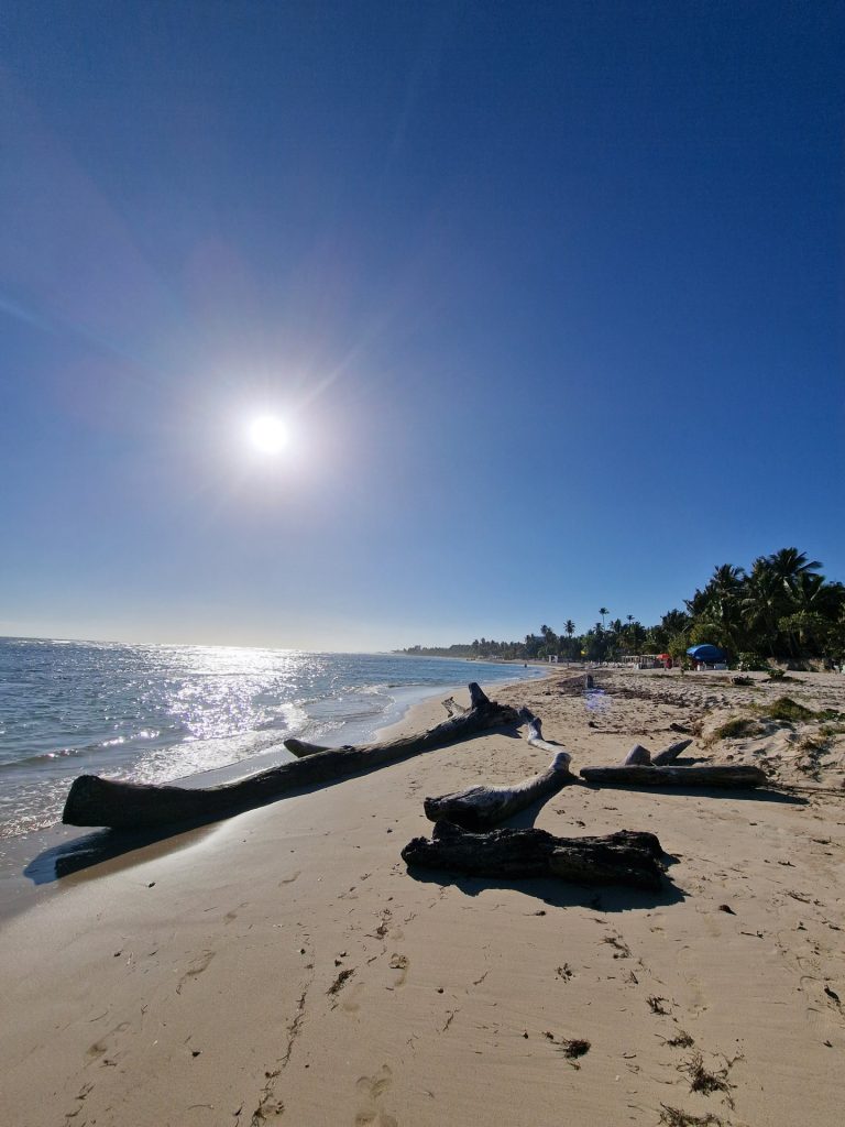 juan dolio beach driftwood logs surf south coast