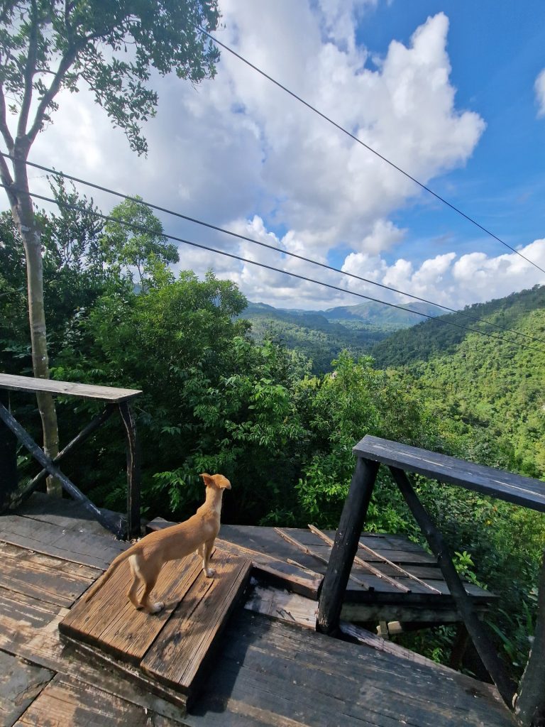 jungle adventure park zipline dog platform samana