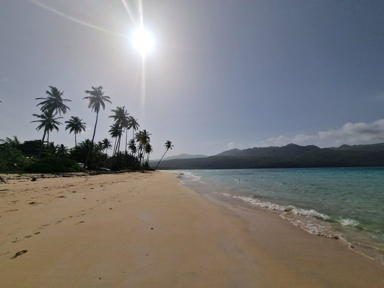 las galeras beach clear water fallen palm samana