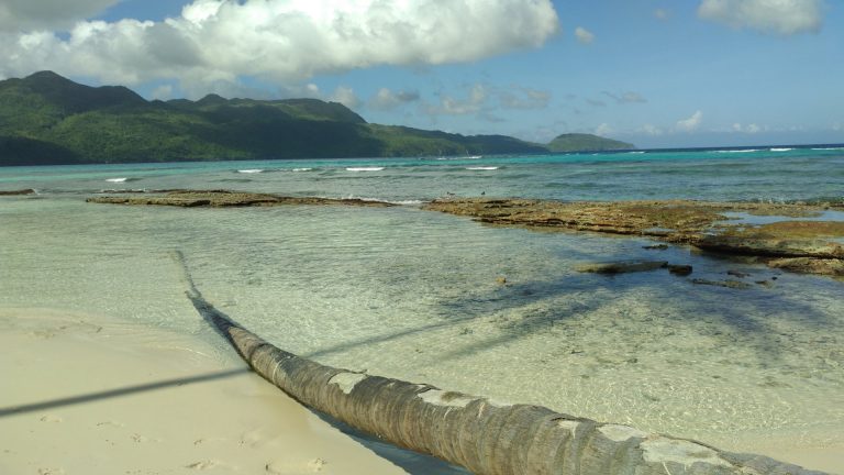 las galeras beach fallen palm rocky reef mountains samana