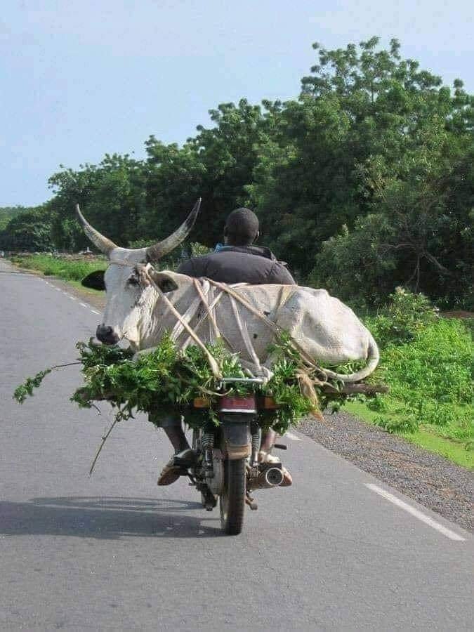 Man on a motorcycle with a cow strapped to the back on a rural Dominican Republic road