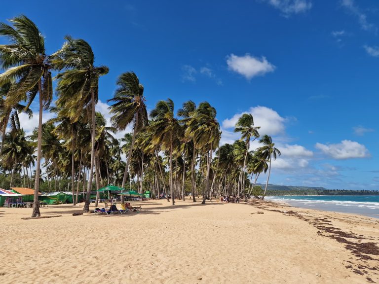 palm lined beach windy blue sky north coast