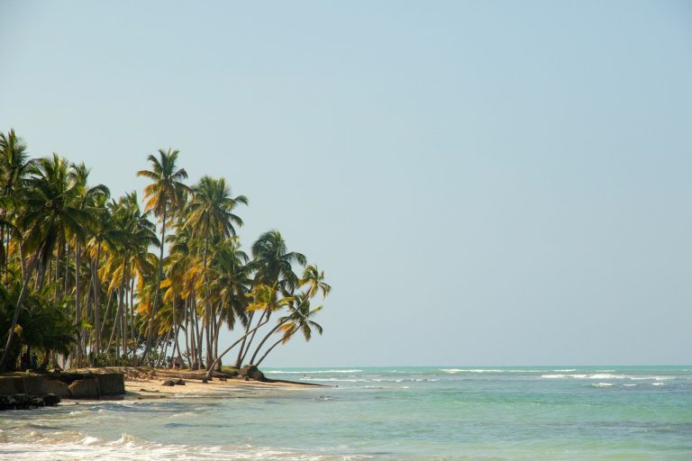 palm trees beach shore las terrenas