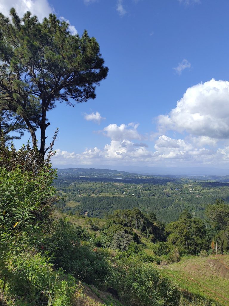 pine tree mountain valley distant sea jarabacoa