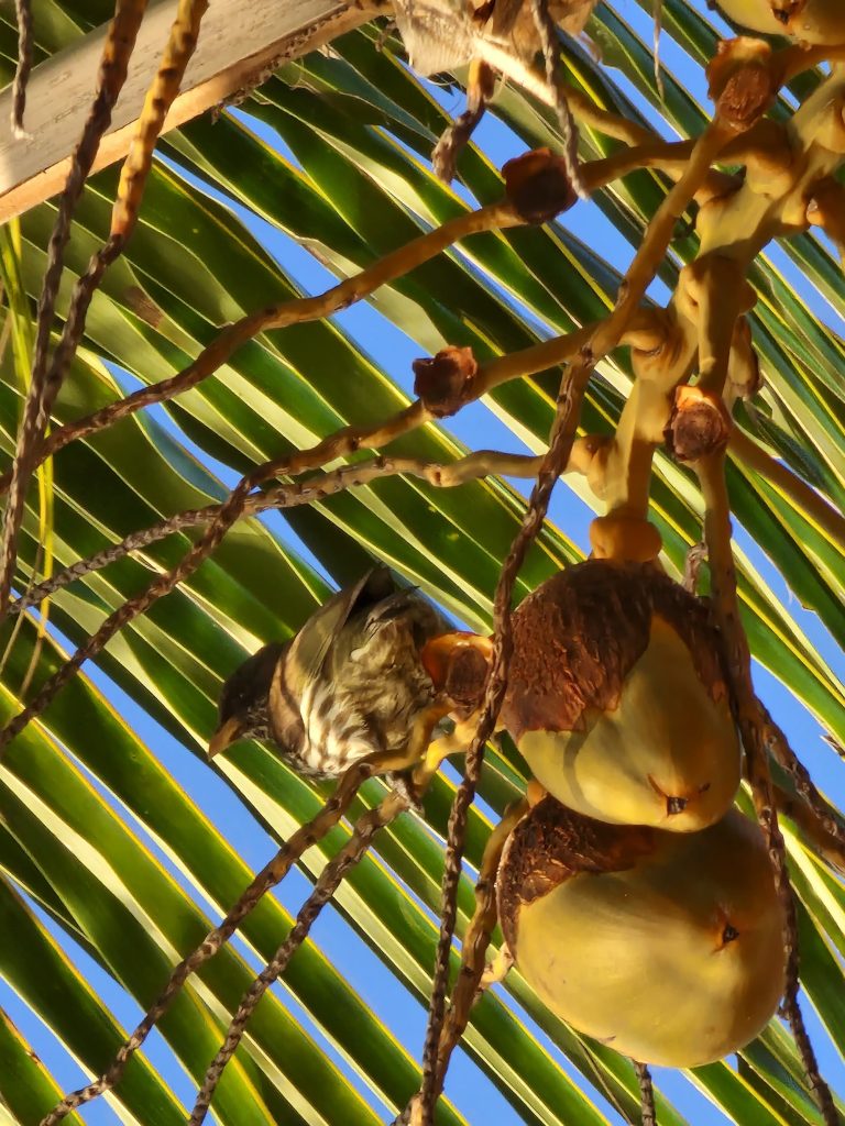 small bird feeding palm fruit punta rucia lodge