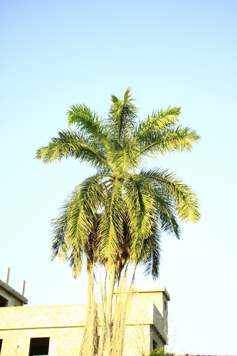 tall palm tree building monte cristi