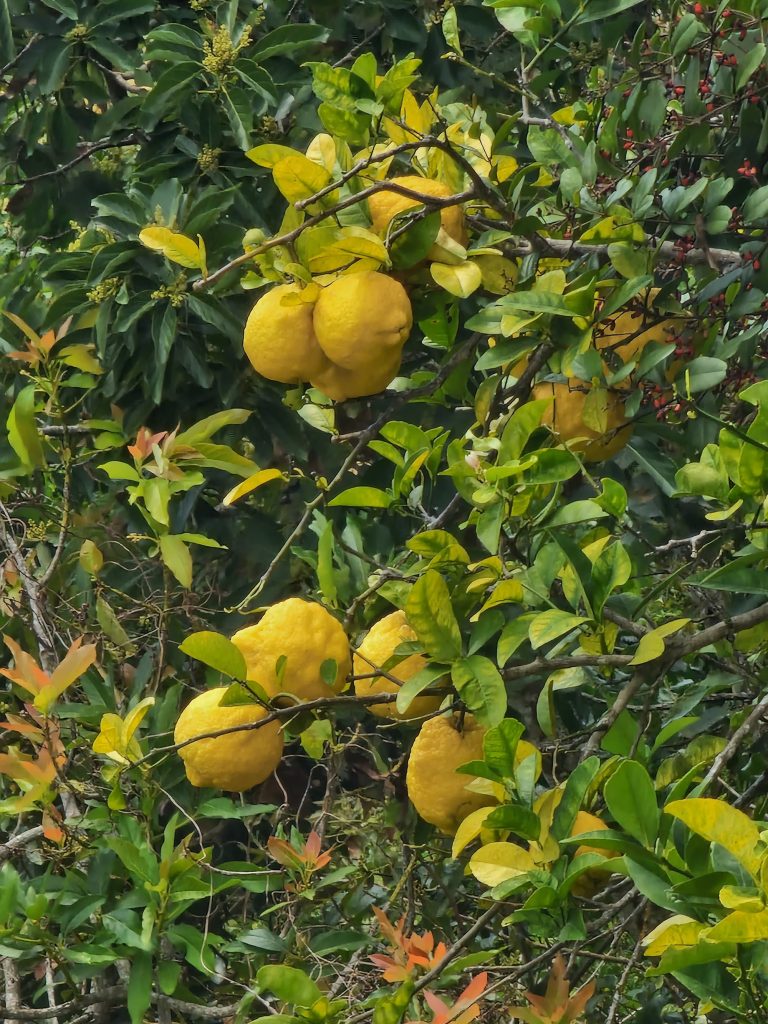 toronjas grapefruit on tree mountain road