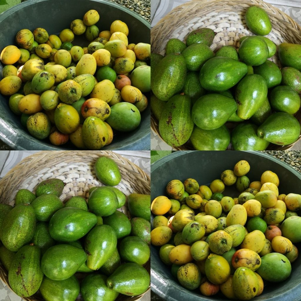 Tropical fruit at DR market
