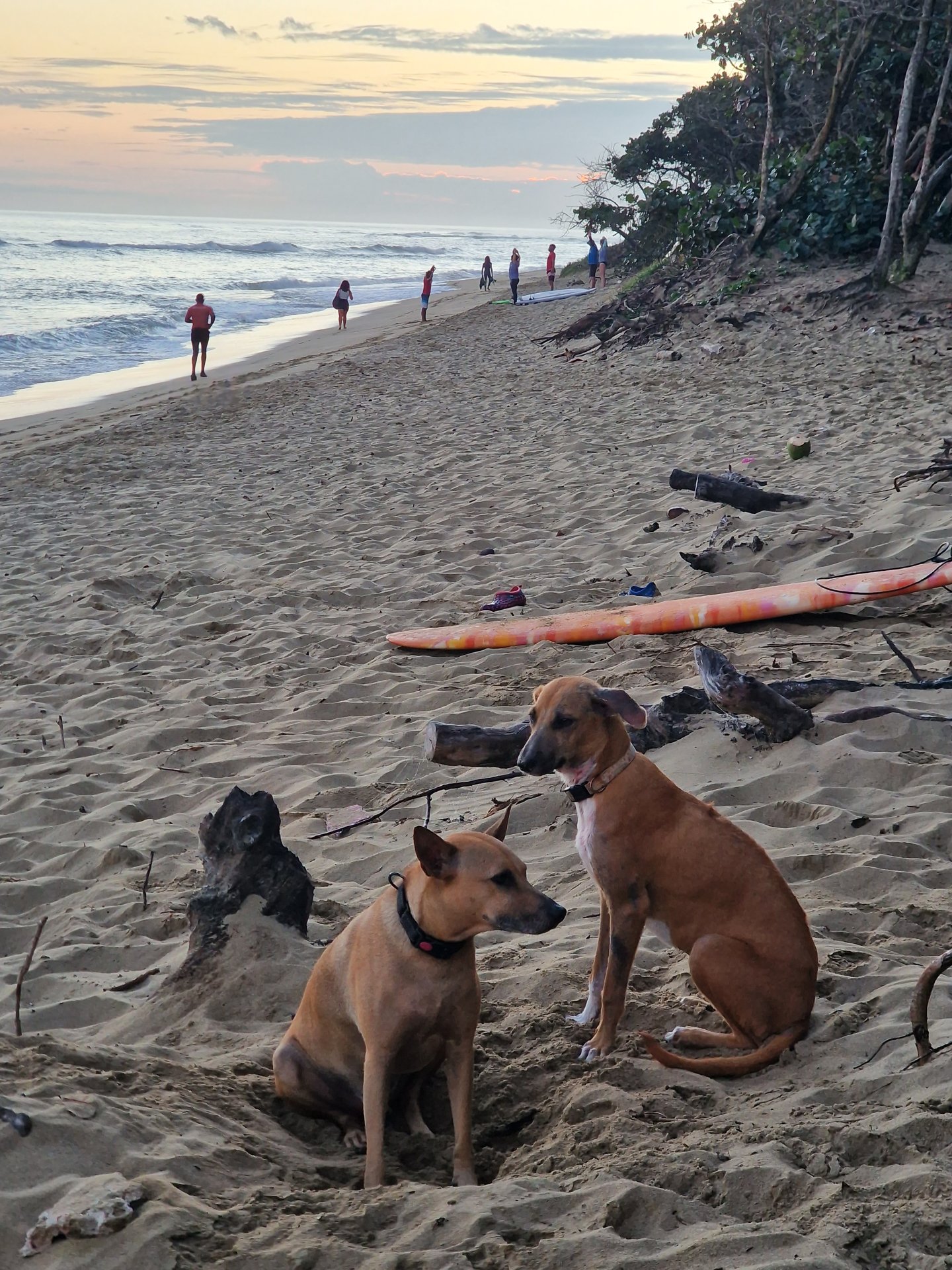 Two dogs on Cabarete beach at dawn with a surfboard