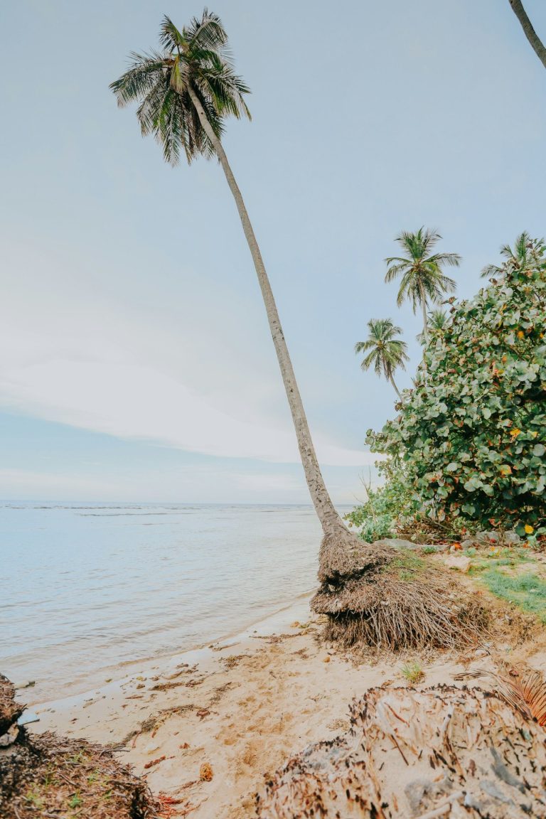 two palm trees sandy shore juan dolio
