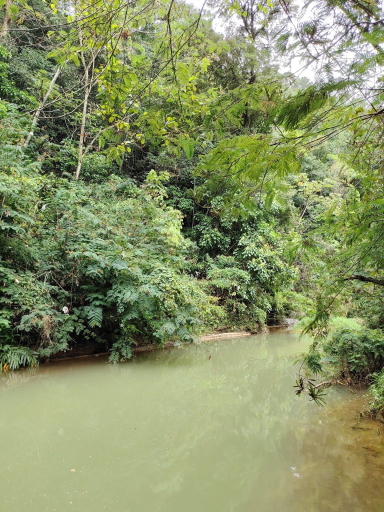 yaque del norte riverbank tropical vegetation jarabacoa